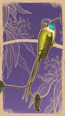 1080x1920_marvelous-spatuletail_by_ivetas-aviary