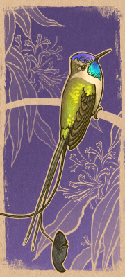 1080x2400_marvelous-spatuletail_by_ivetas-aviary