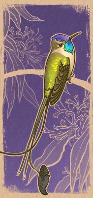 1440x3040_marvelous-spatuletail_by_ivetas-aviary
